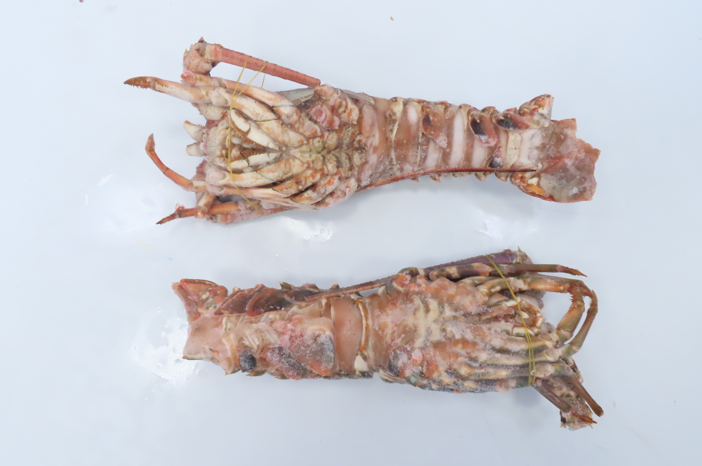 Лангусты, целые, 0,8-1кг