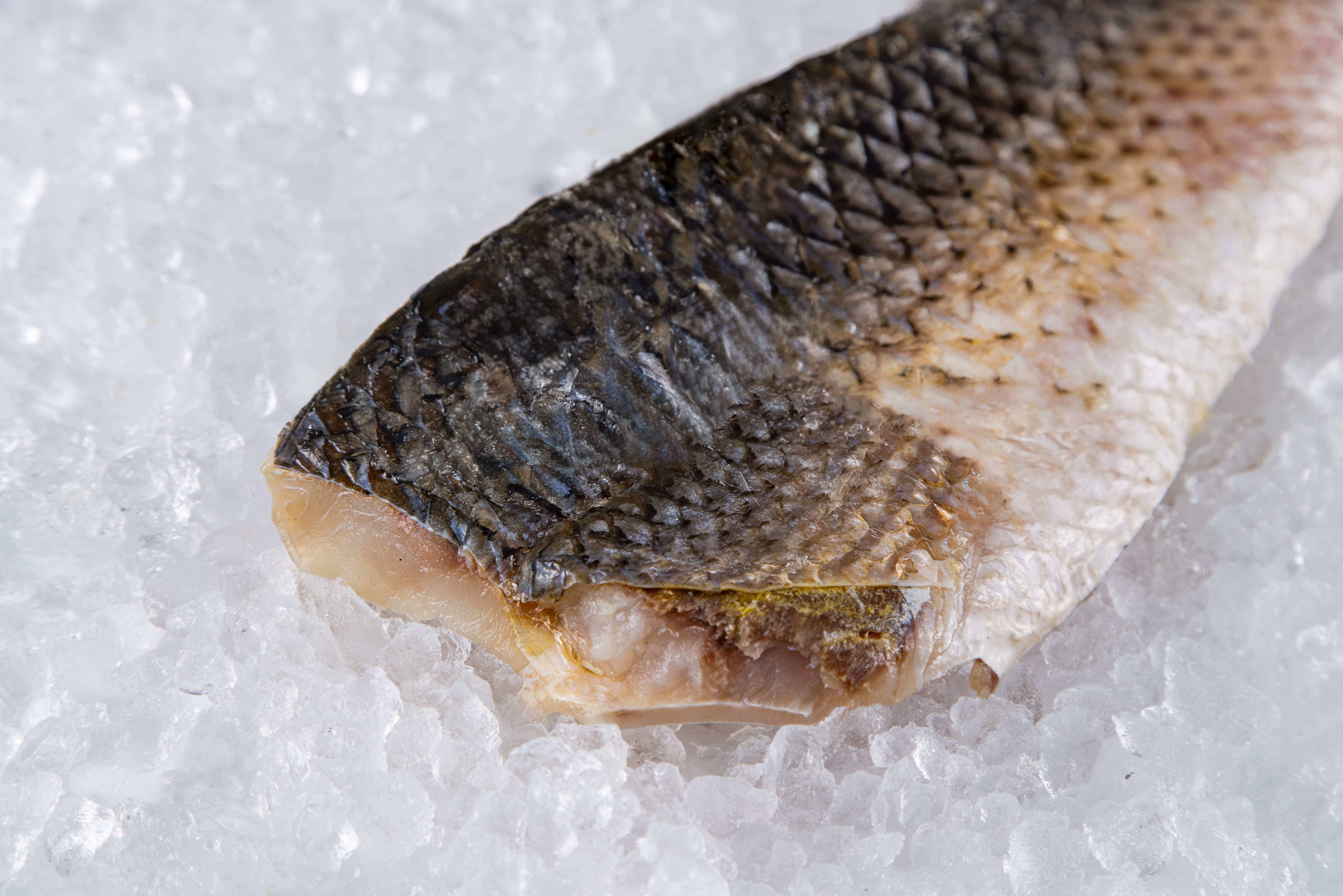 Пеленгас, филе н/к