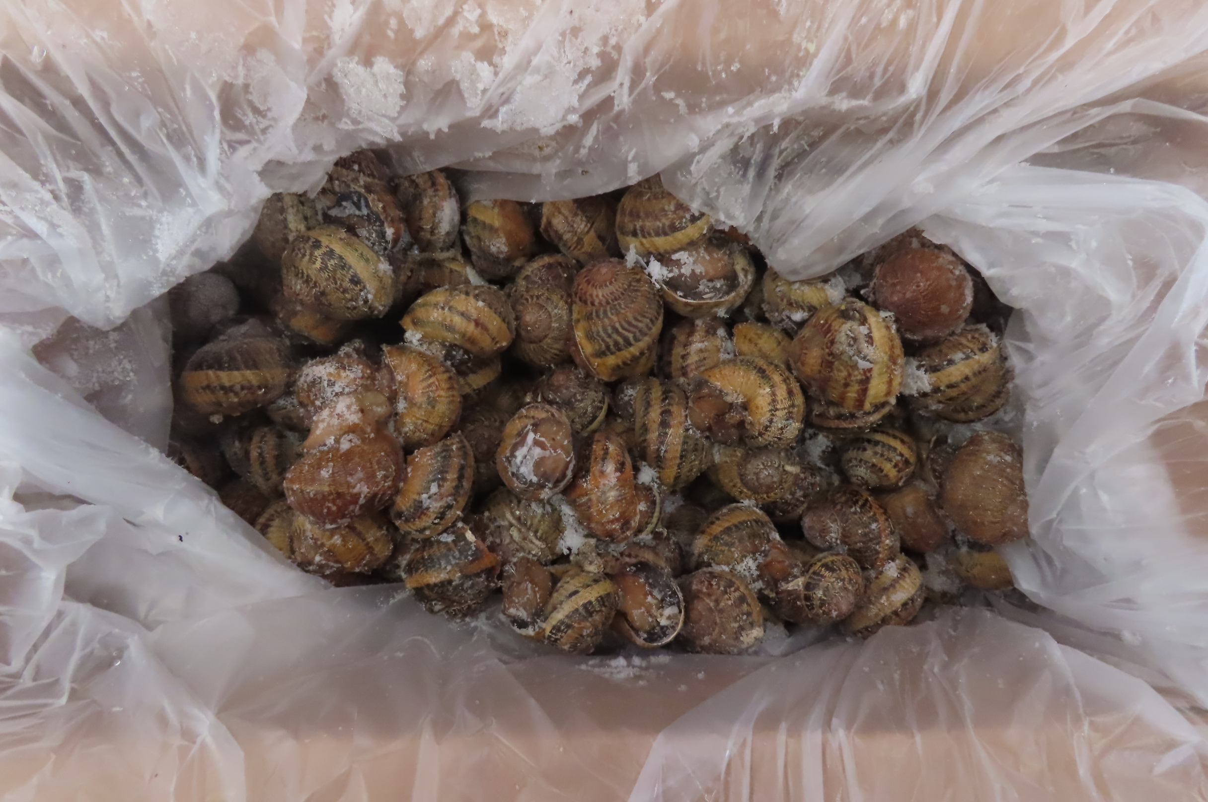 Улитка Maxima с/м