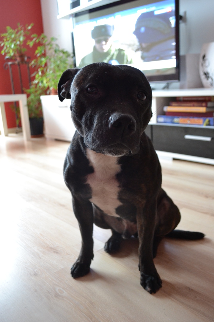 Говядина, вырезка с цепочкой