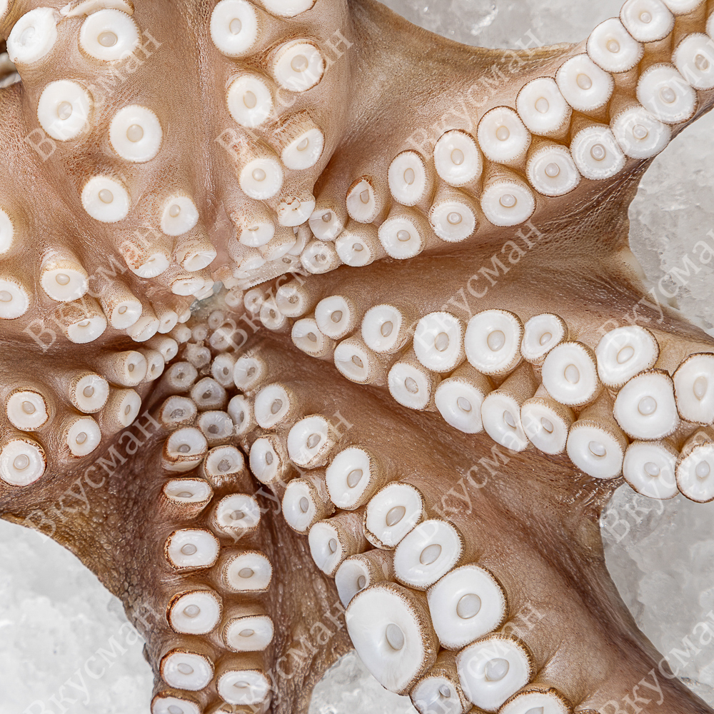 Осьминог, очищ., 2-3 кг