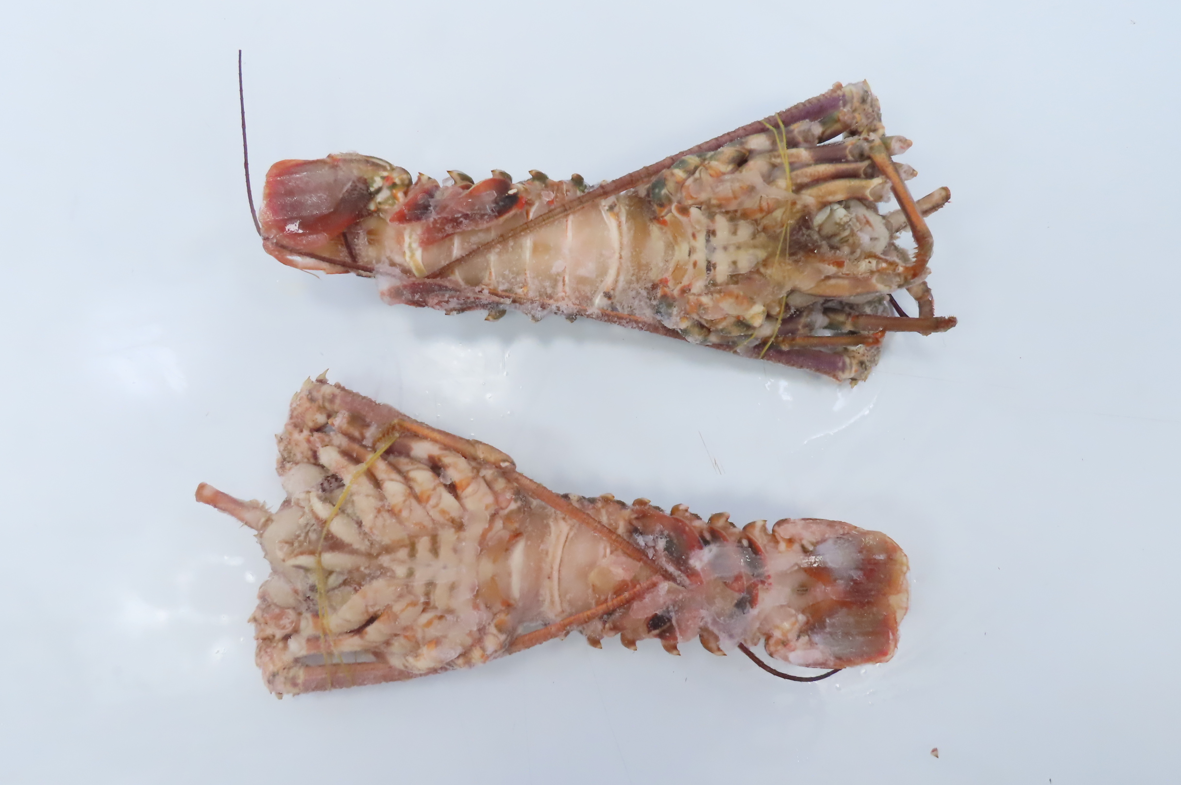 Лангусты, целые, 300-400г