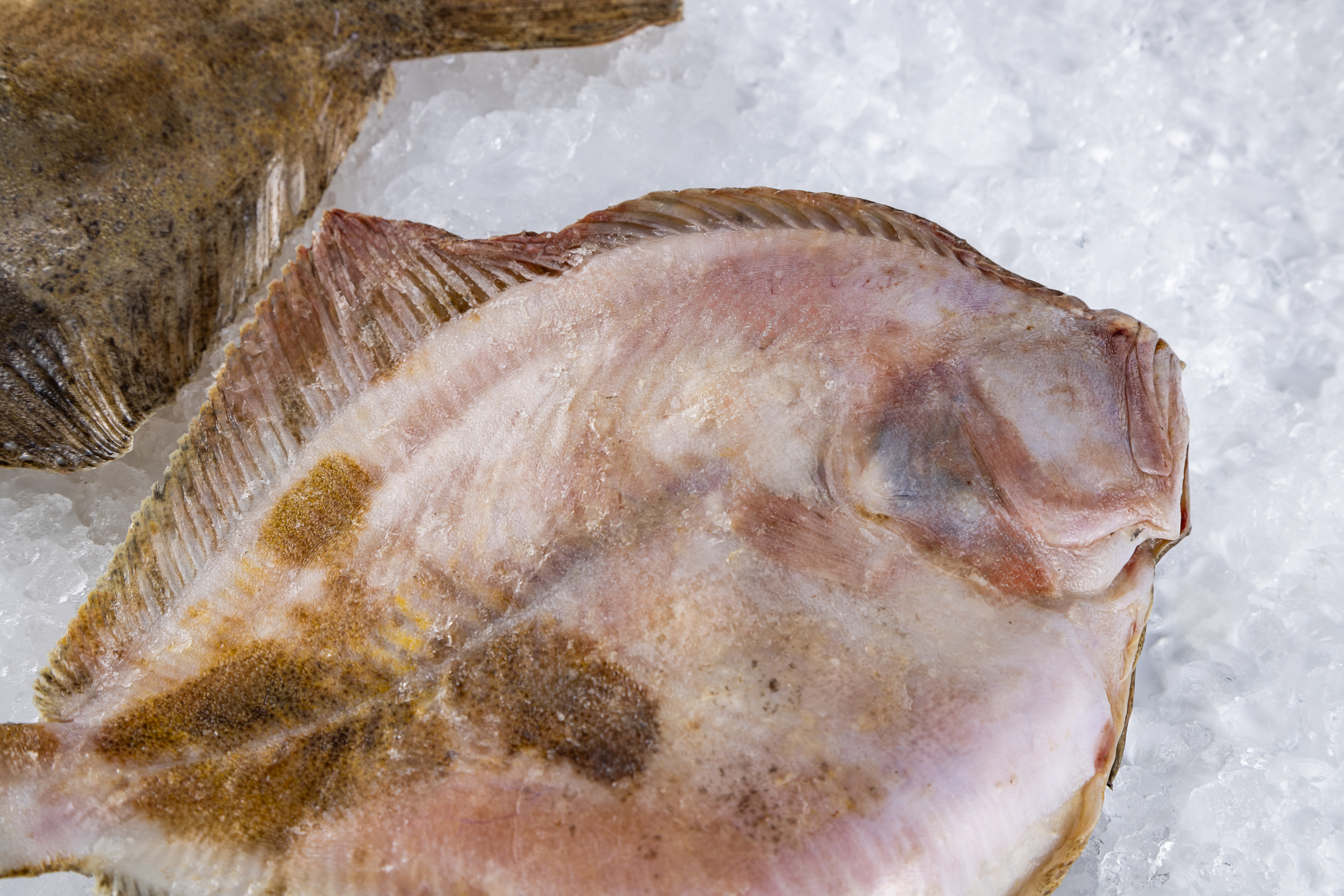 Камбала калкан, н/р